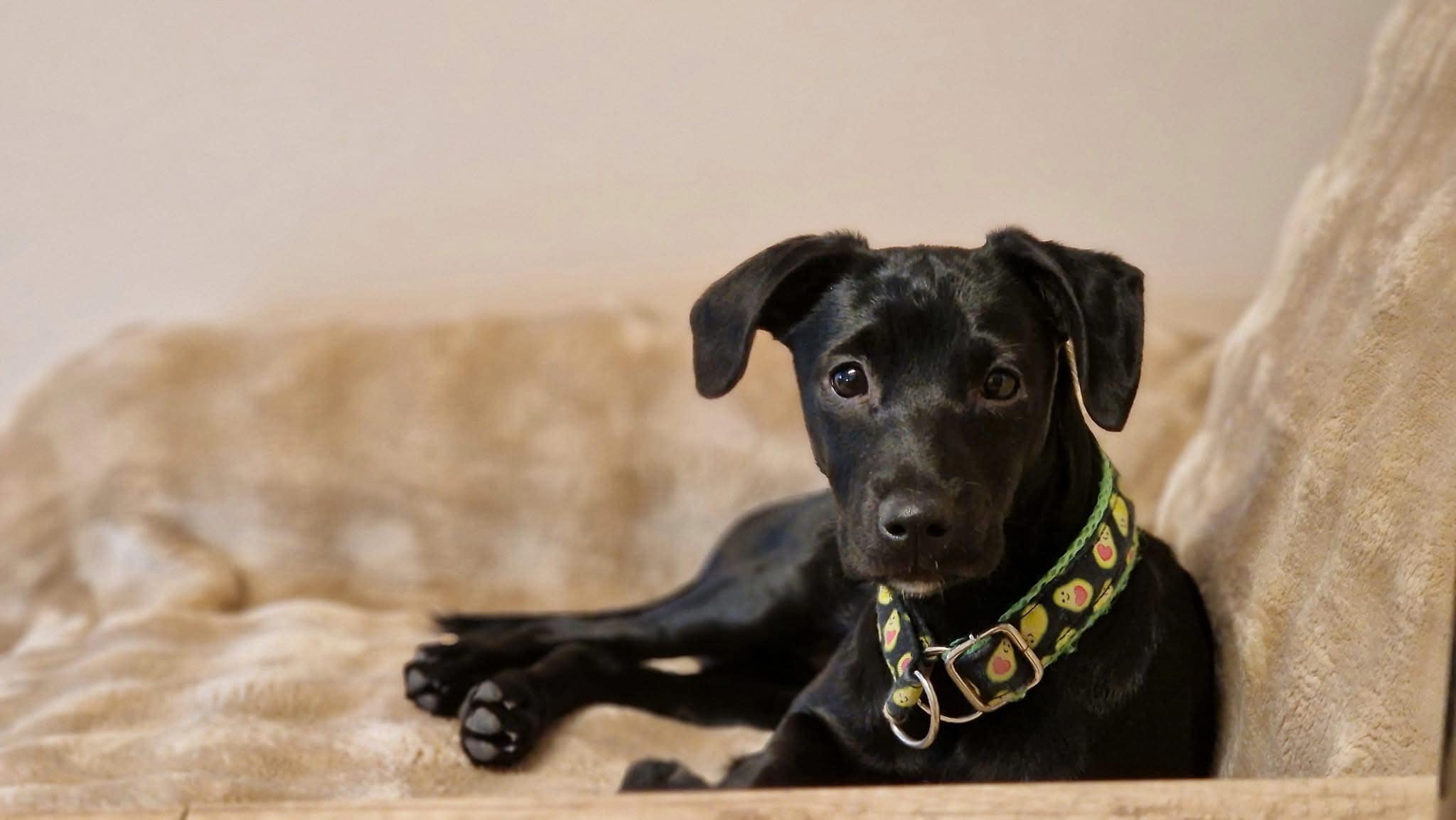 Może być zdjęciem przedstawiającym pies