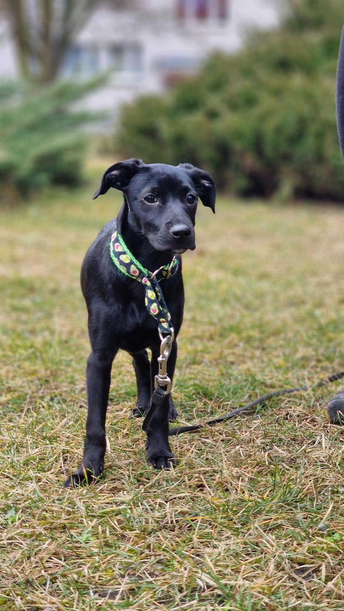 Może być zdjęciem przedstawiającym pies
