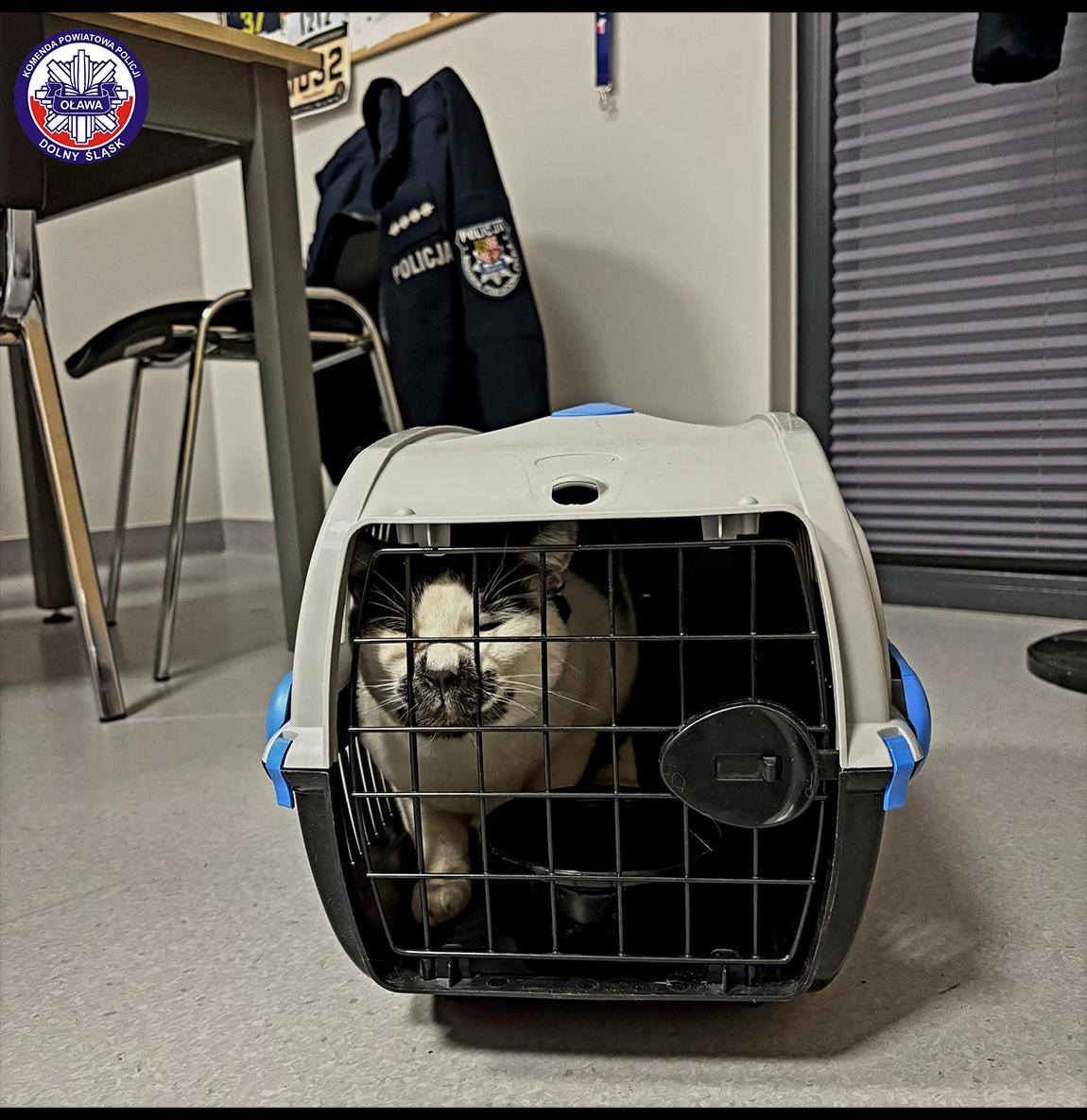 Ta interwencja jest dowodem na to, że empatia i wspólne działanie mogą realnie ratować życie. Zwierzęta, podobnie jak ludzie, potrzebują naszej reakcji i odpowiedzialności.