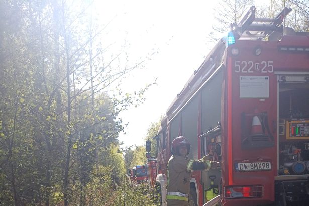 🛑Apelujemy o zachowanie szczególnej ostrożności podczas przebywania w kompleksach leśnych – ściółka jest obecnie bardzo sucha i podatna na zaprószenie ognia.