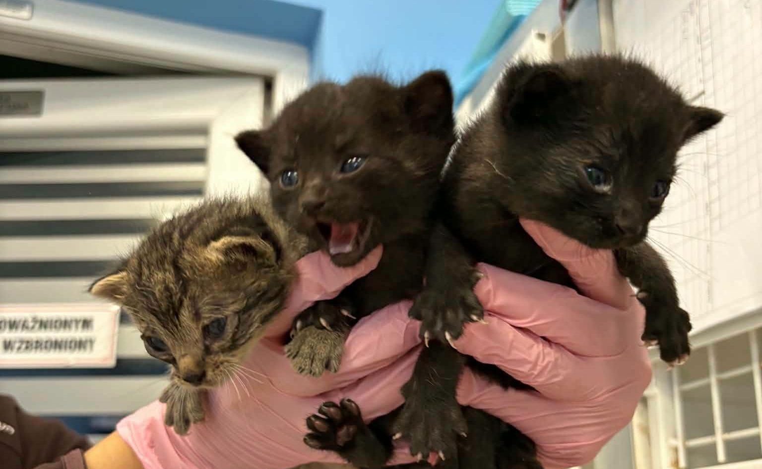 Ale nadal brakuje nam odpowiedniej karmy. Dlatego bardzo Was prosimy o Royal Canin Mother & Babycat — mokry mus w puszeczkach dla najmłodszych kociąt. 🙏🐾