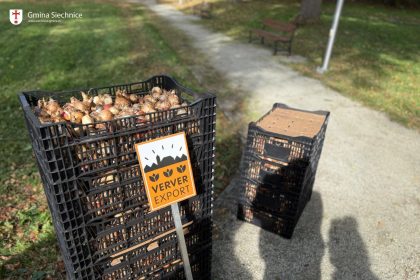Posadzono około 5000 cebul, z których wiosną zakwitną m.in. krokusy, narcyzy i tulipany. Kompozycja objęła około 100 m² terenu, a cały proces odbył się przy użyciu traktora i maszyny do sadzenia.